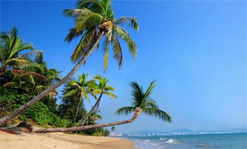 紫禁城茶叶品牌介绍（紫禁城600年茶叶）