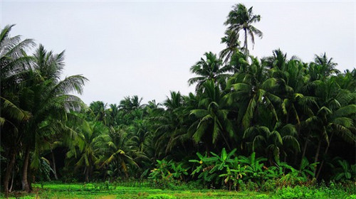 果茶大王加盟开店怎么样，奶茶加盟店有前途的品牌有哪些