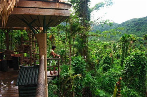 木莓跟树莓有什么区别（木莓树图片）